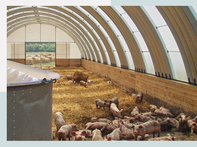 Строительство свинарников в Ноябрьске